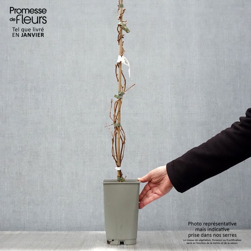 Spécimen de Kiwi Golden Delight (mâle) - Actinidia deliciosa Pot de 1,5L/2L tel que livré en hiver