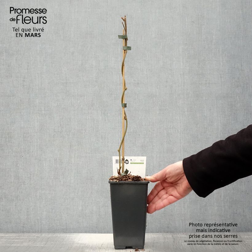 Spécimen de Kiwi Golden Delight (mâle) - Actinidia deliciosa Pot de 1,5L/2L tel que livré au printemps