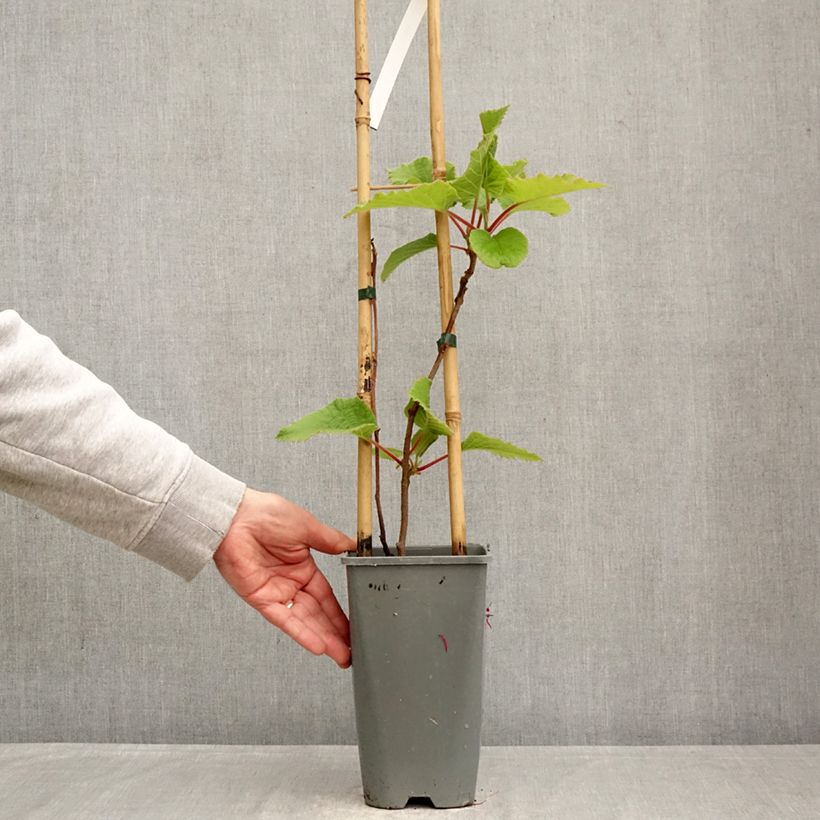 Spécimen de Kiwi jaune femelle - Actinidia deliciosa Kiwi Gold Pot de 1,5L/2L tel que livré au printemps