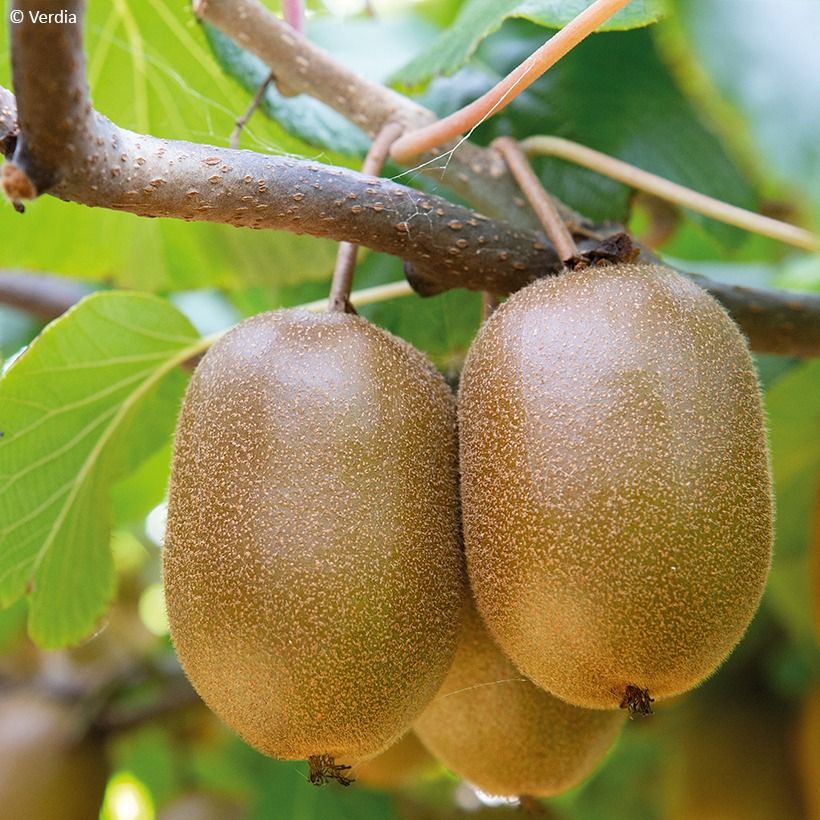Duo Kiwis jaunes kiw'Happy mâle et femelle réunis dans un pot (Récolte)