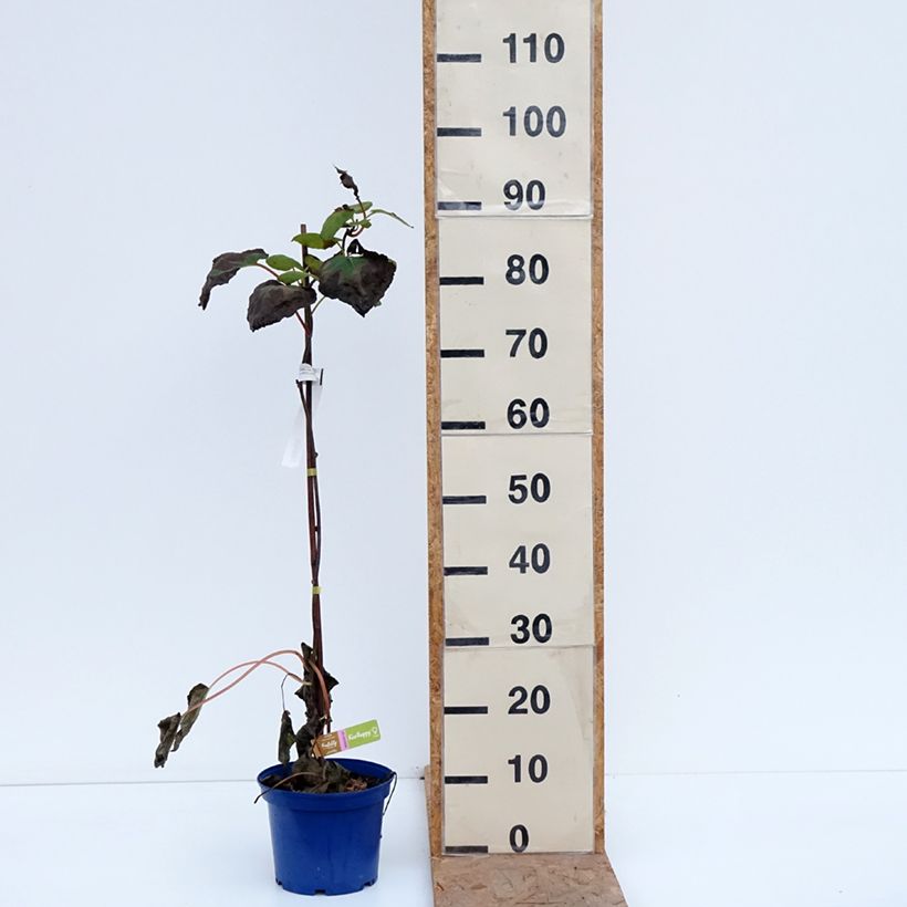 Spécimen de Kiwi jaune kiw'Happy femelle - Actinidia deliciosa Pot de 2L/3L tel que livré en automne