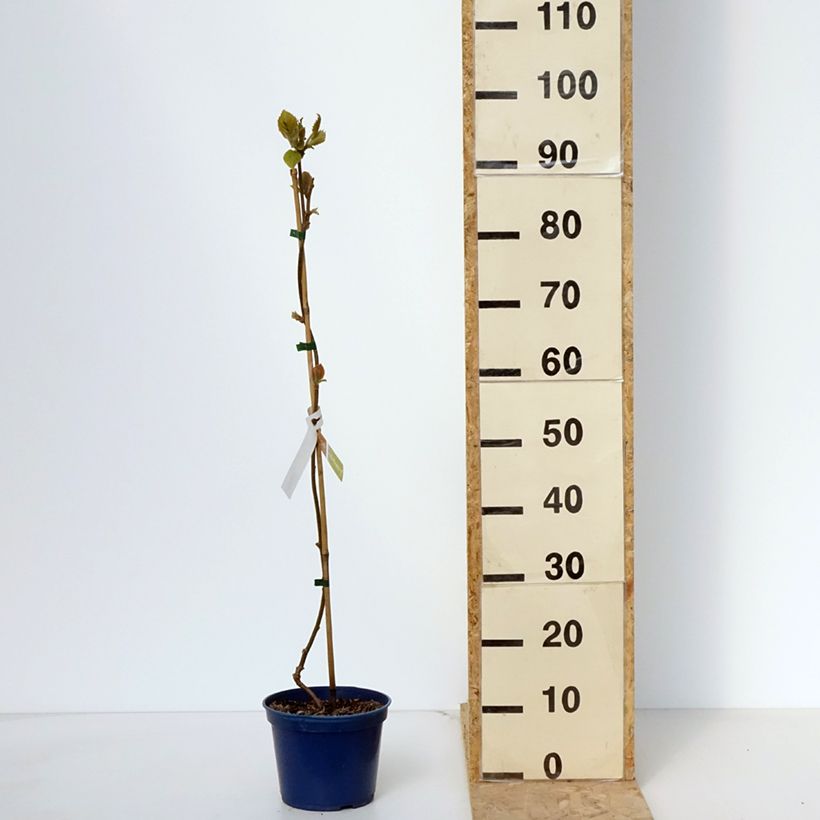 Spécimen de Kiwi jaune kiw'Happy mâle - Actinidia deliciosa Pot de 2L/3L tel que livré au printemps