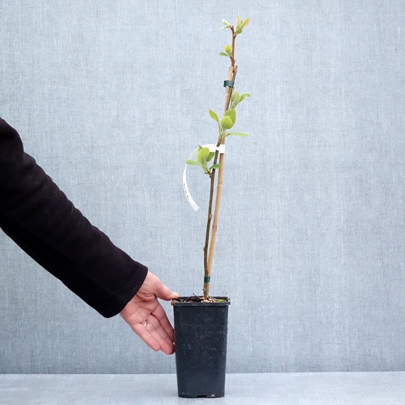 Kiwi Minkigold - Kiwi Amarillo Maceta 1,5L/2L Ejemplar entregado en la primavera