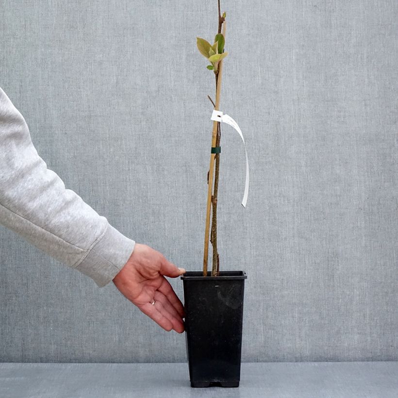 Spécimen de Kiwi jaune Minkimale mâle - Actinidia chinensis Pot de 1,5L/2L tel que livré au printemps