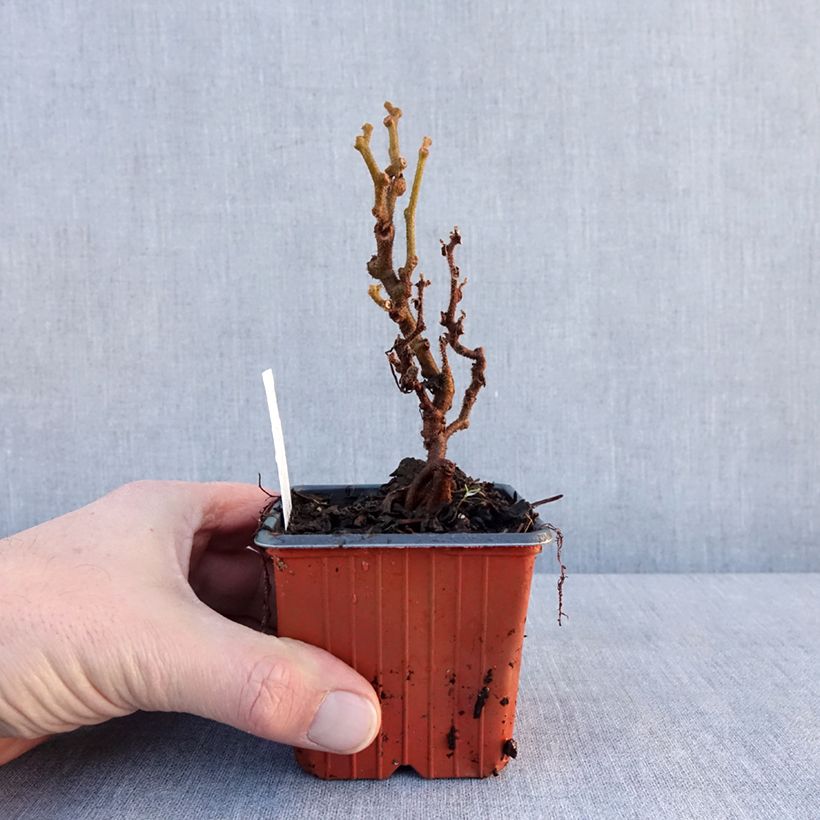 Spécimen de Kiwi Jenny (autofertile) - Actinidia deliciosa Godet de 8/9 cm tel que livré en hiver