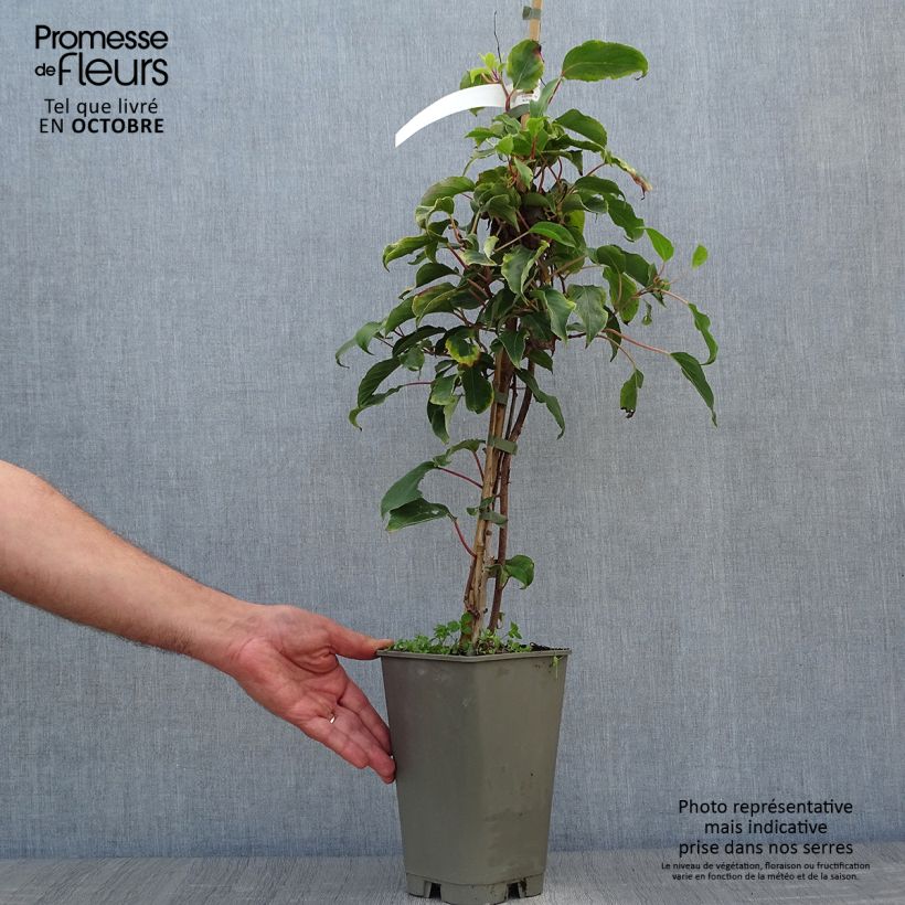 Spécimen de Kiwi arguta Bingo (femelle) - Kiwaï - Actinidia arguta Pot de 2L/3L tel que livré en automne