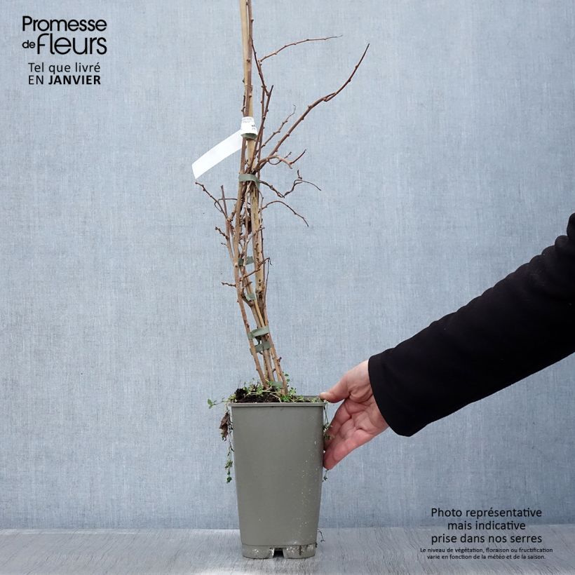 Spécimen de Kiwi arguta Bingo (femelle) - Kiwaï - Actinidia arguta Pot de 2L/3L tel que livré en hiver