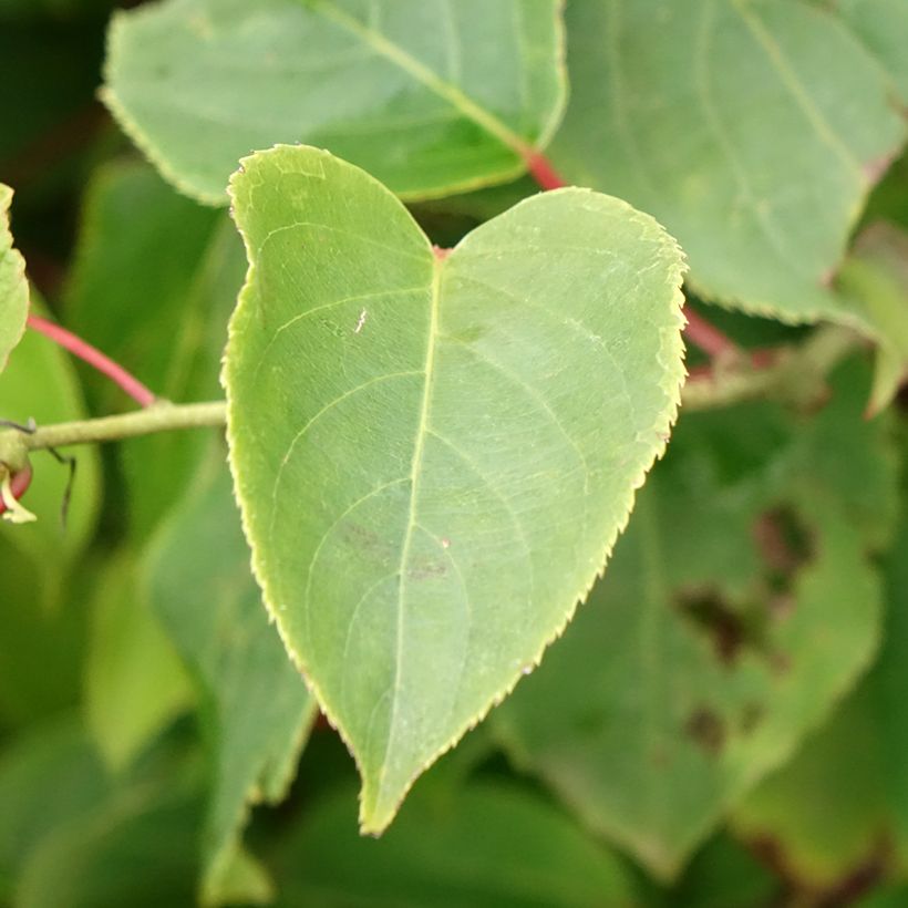 Kiwi arguta Bingo (femelle) - Kiwaï - Actinidia arguta (Feuillage)
