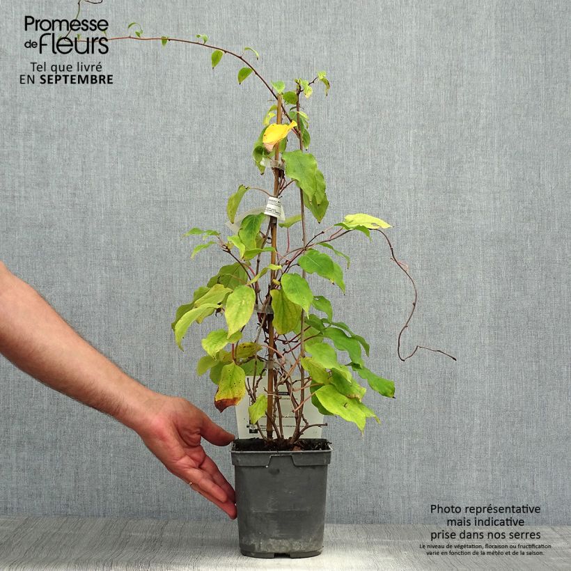 Spécimen de Kiwai Prince Jumbo (mâle) - Actinidia arguta Pot de 1,5L/2L tel que livré en automne