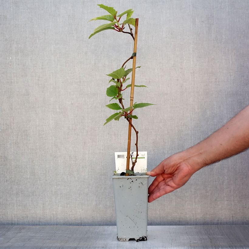 Spécimen de Kiwai femelle Red Jumbo - Actinidia arguta Pot de 1,5L/2L tel que livré en été