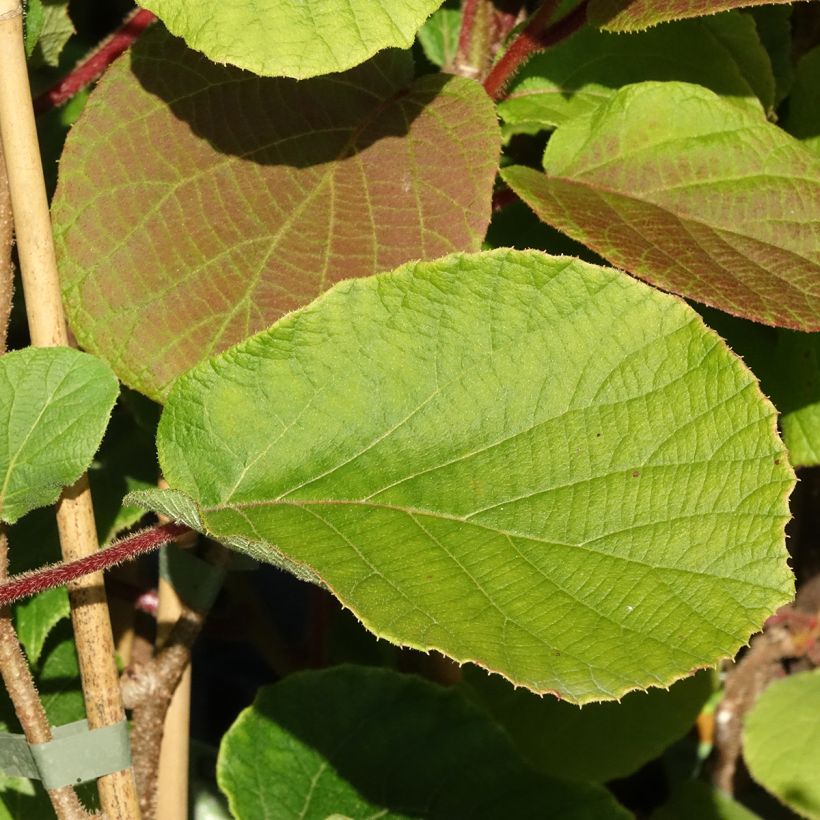 Kiwi Koryoku (femelle) - Actinidia deliciosa (Feuillage)