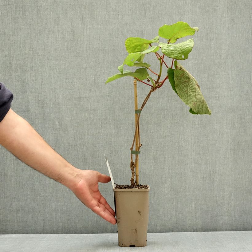 Spécimen de Kiwi Koryoku (femelle) - Actinidia deliciosa Pot de 1,5L/2L tel que livré en été