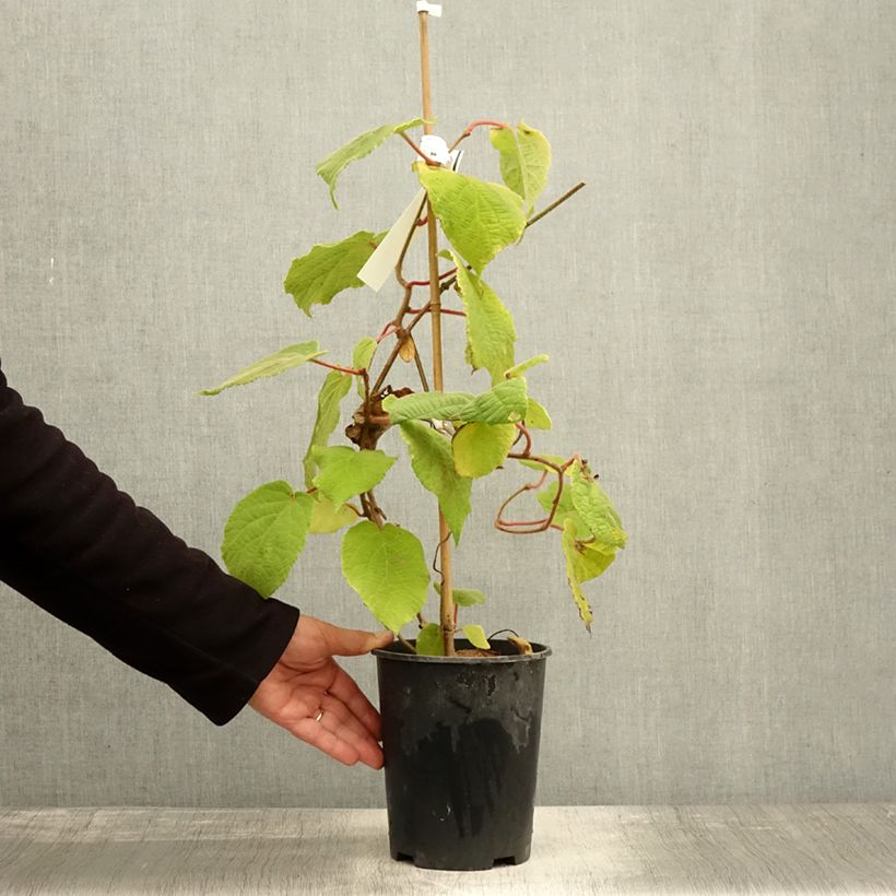 Spécimen de Kiwi mâle - Actinidia deliciosa Belen Pot de 2L/3L tel que livré en automne