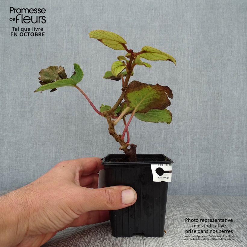 Spécimen de Kiwi Solissimo (autofertile) - Actinidia deliciosa Godet de 8/9 cm tel que livré en automne