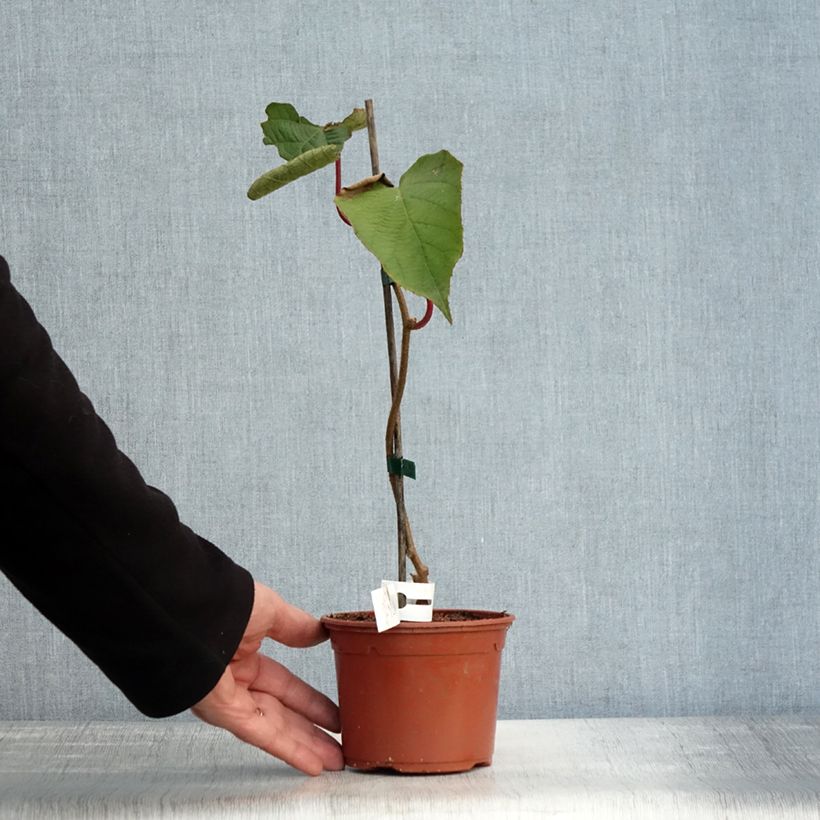 Spécimen de Kiwi Solissimo (autofertile) - Actinidia deliciosa Pot de 1L/1,5L tel que livré en automne
