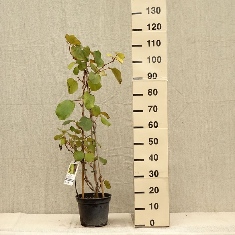 Spécimen de Kiwi Solissimo (autofertile) - Actinidia deliciosa Pot de 4L/5L, palissé tel que livré en automne