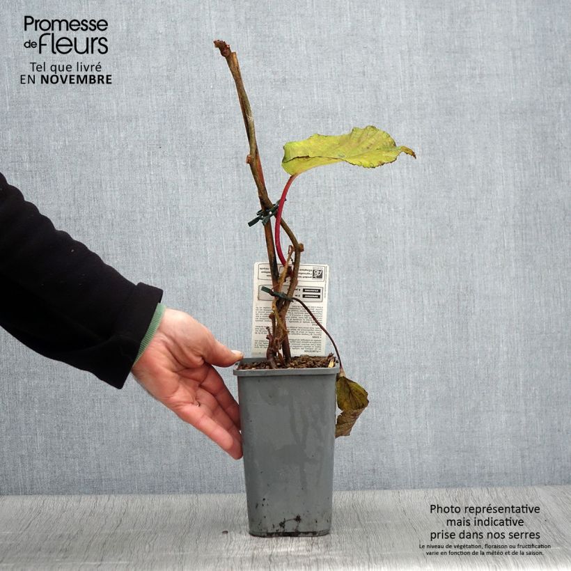 Spécimen de Kiwi Solissimo Bio - Actinidia deliciosa Pot de 1,5L/2L tel que livré en automne