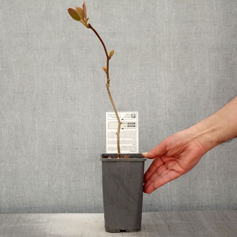 Spécimen de Kiwi Solissimo Bio - Actinidia deliciosa Pot de 1,5L/2L tel que livré au printemps