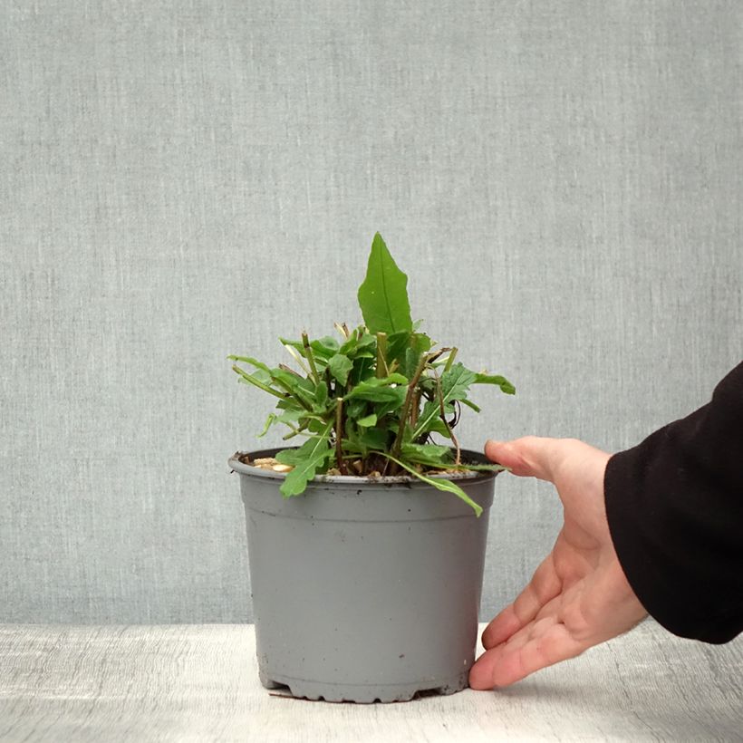 Spécimen de Knautia macedonica - Petite Scabieuse Pot de 2L/3L tel que livré en automne