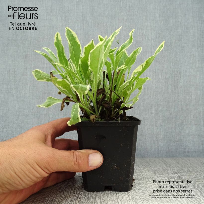 Spécimen de Knautia macedonica Thunder and Lightning Godet de 8/9 cm tel que livré en automne