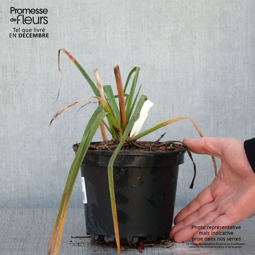Spécimen de Kniphofia Alcazar - Tritoma Alcazar Pot de 2L/3L tel que livré en automne