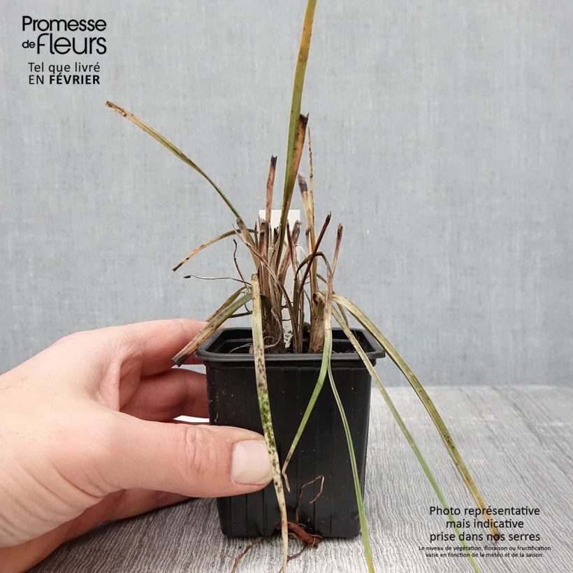 Kniphofia Bees Lemon - Red Hot Poker 8/9 cm pot sample as delivered in winter