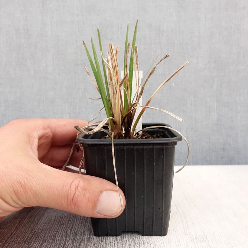 Kniphofia Bees Lemon - Red Hot Poker 8/9 cm pot sample as delivered in spring