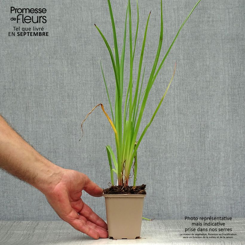 Spécimen de Kniphofia citrina - Tritoma Godet de 8/9 cm tel que livré en automne