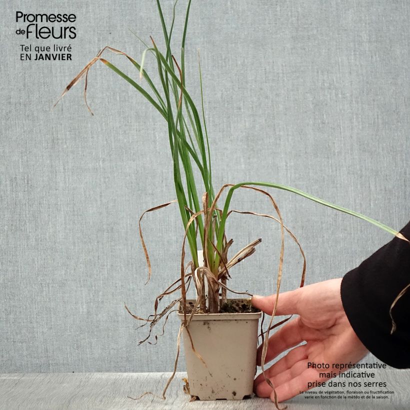Spécimen de Kniphofia Dorset Sentry - Tritoma Godet de 8/9 cm tel que livré en hiver