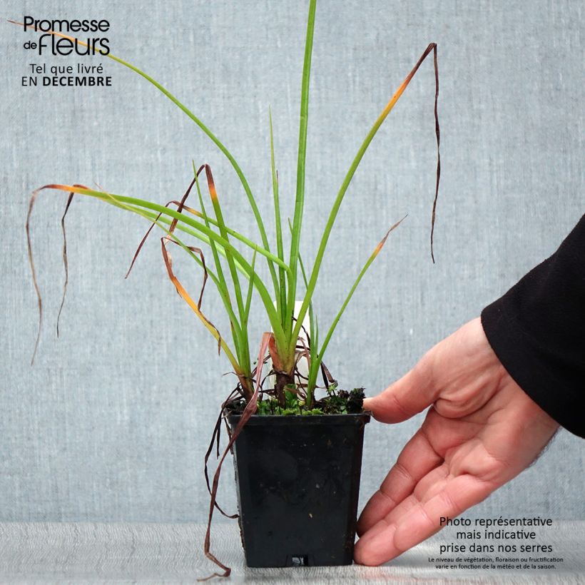 Spécimen de Kniphofia Ice Queen Godet de 8/9 cm tel que livré en hiver