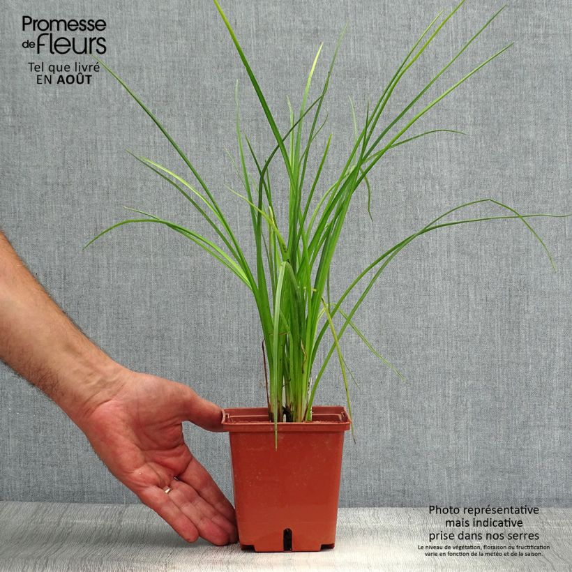 Spécimen de Tritoma - Kniphofia Mango Popsicle Pot de 1L/1,5L tel que livré en été