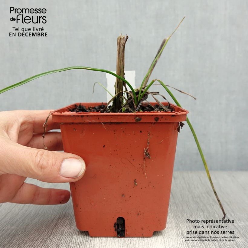 Spécimen de Tritoma - Kniphofia Mango Popsicle Pot de 1L/1,5L tel que livré en hiver
