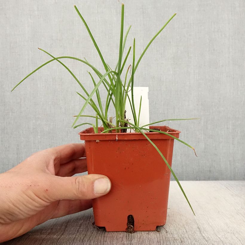 Spécimen de Tritoma - Kniphofia Mango Popsicle Pot de 1L/1,5L tel que livré au printemps