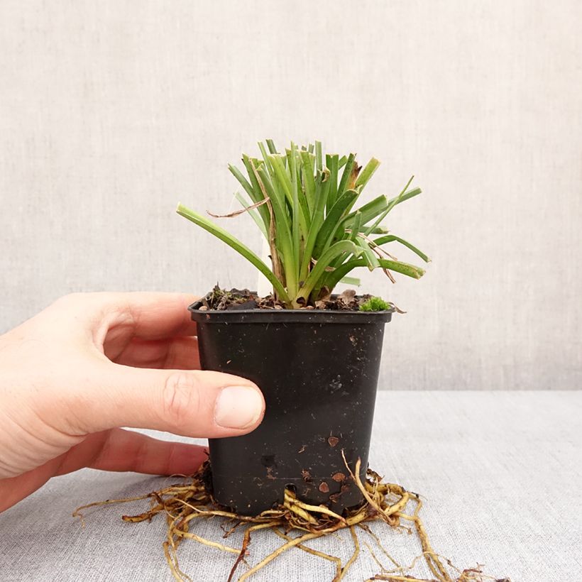 Kniphofia Traffic Lights Maceta de 8/9 cm Ejemplar entregado en invierno