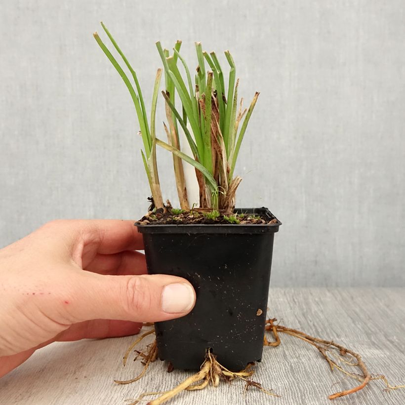 Amostra de Kniphofia Traffic Lights Vaso de 8/9 cm tal como entregue na primavera