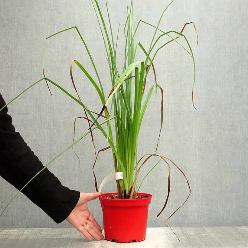 Spécimen de Kniphofia uvaria Nobilis - Tritoma géant Pot de 3L/4L tel que livré en automne