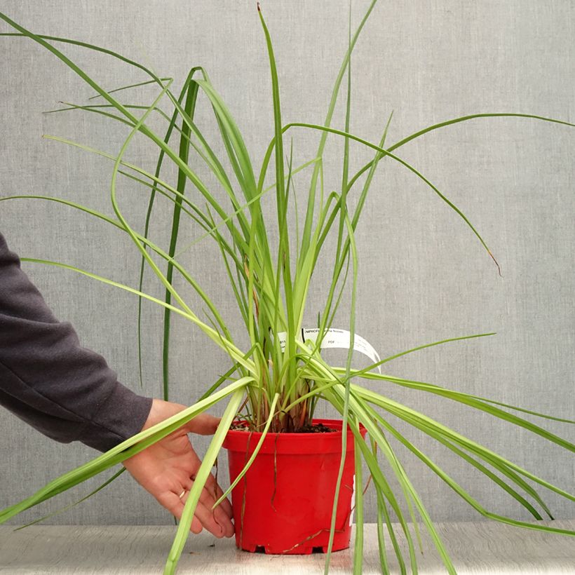 Spécimen de Kniphofia uvaria Nobilis - Tritoma géant Pot de 3L/4L tel que livré en été