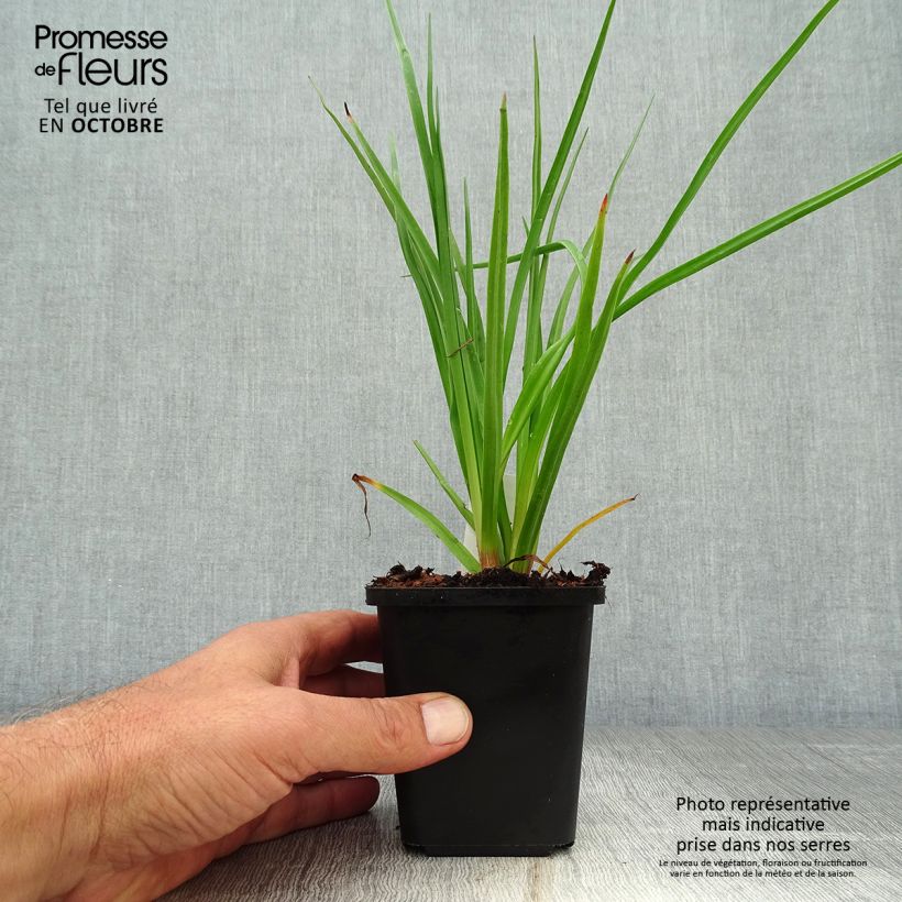 Spécimen de Kniphofia uvaria -Tritoma Godet de 8/9 cm tel que livré en automne