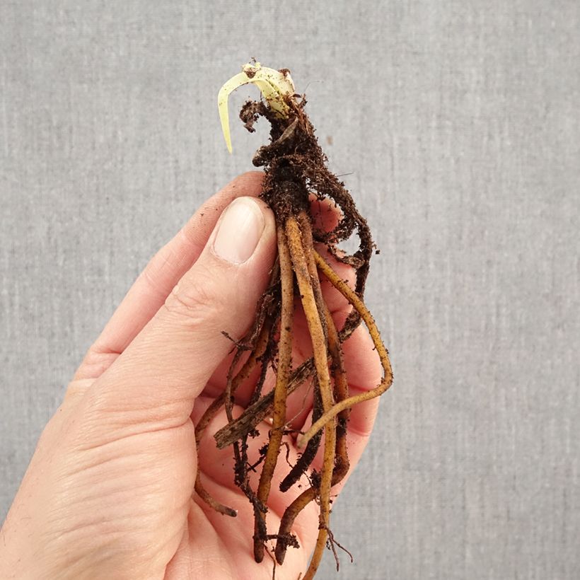 Spécimen de Kniphofia uvaria -Tritoma Racines nues tel que livré en hiver