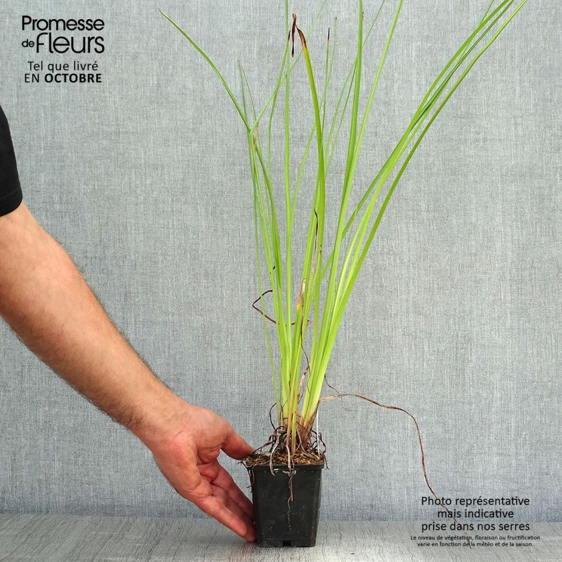 Spécimen de Kniphofia Wrexham Buttercup - Tritoma Wrexham Buttercup Godet de 8/9 cm tel que livré en automne