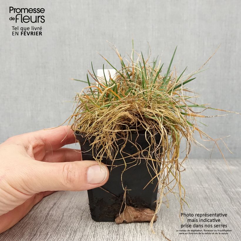 Koeleria glauca - Paléo bianco Vasetto da 8/9 cm esemplare consegnato in inverno