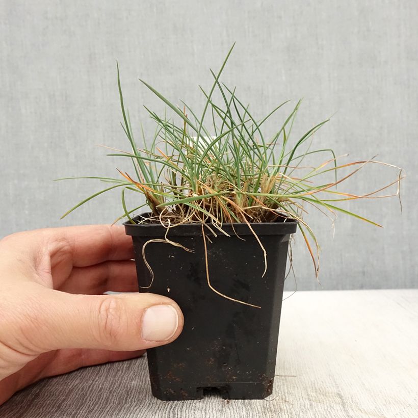 Amostra de Koeleria glauca Vaso de 8/9 cm tal como entregue na primavera