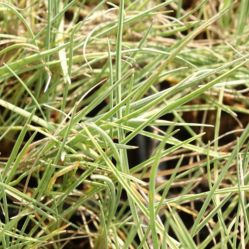 Koeleria glauca - Koélérie bleue (Feuillage)