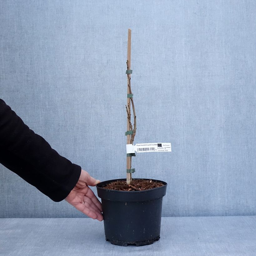 Spécimen de Koelreuteria paniculata - Savonnier de Chine Pot de 3L/4L tel que livré en hiver