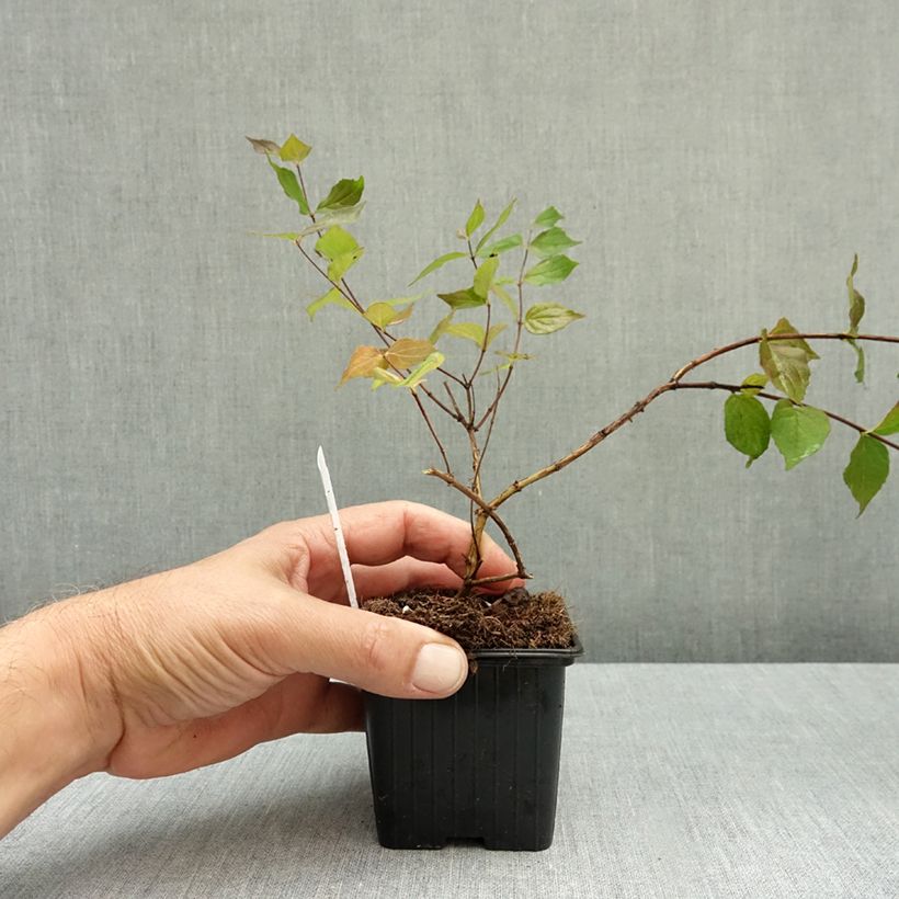 Spécimen de Kolkwitzia amabilis - Buisson de beauté Godet de 8/9 cm tel que livré en automne