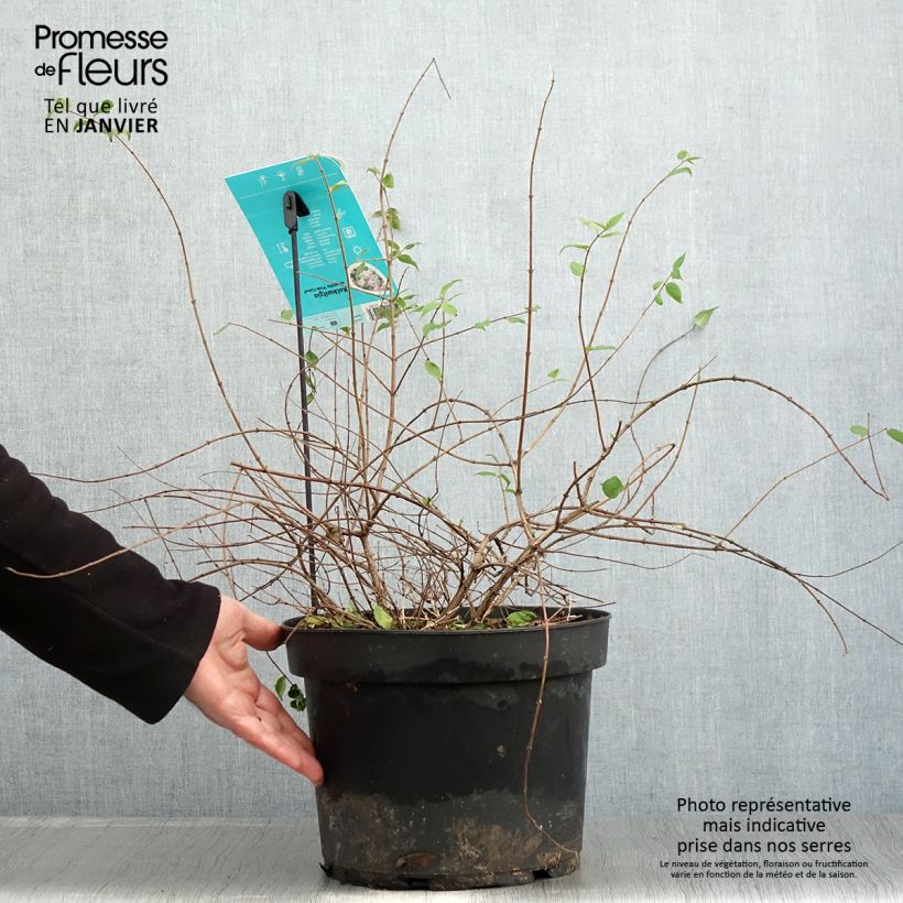 Spécimen de Kolkwitzia amabilis Pink Cloud - Buisson de beauté Pot de 6L/7L tel que livré en hiver