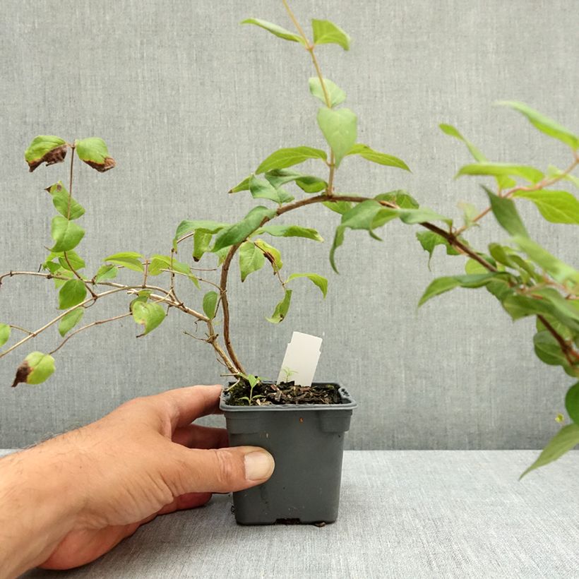Spécimen de Kolkwitzia amabilis Pink Cloud - Buisson de beauté Godet de 8/9 cm tel que livré en été