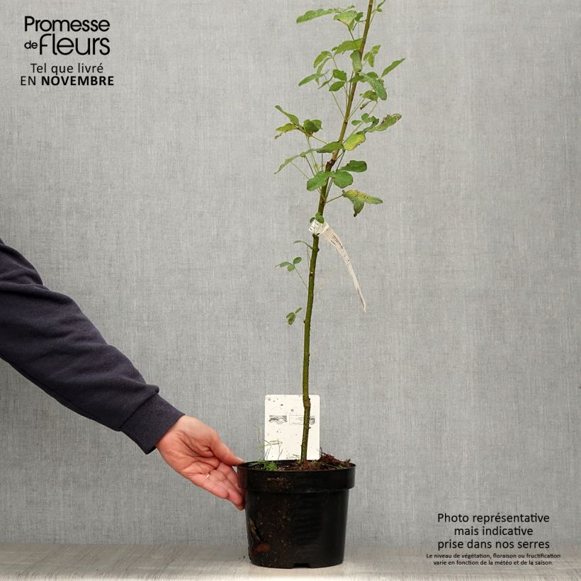 Spécimen de Laburnum anagyroides - Cytise à grappe Pot de 2L/3L tel que livré en automne