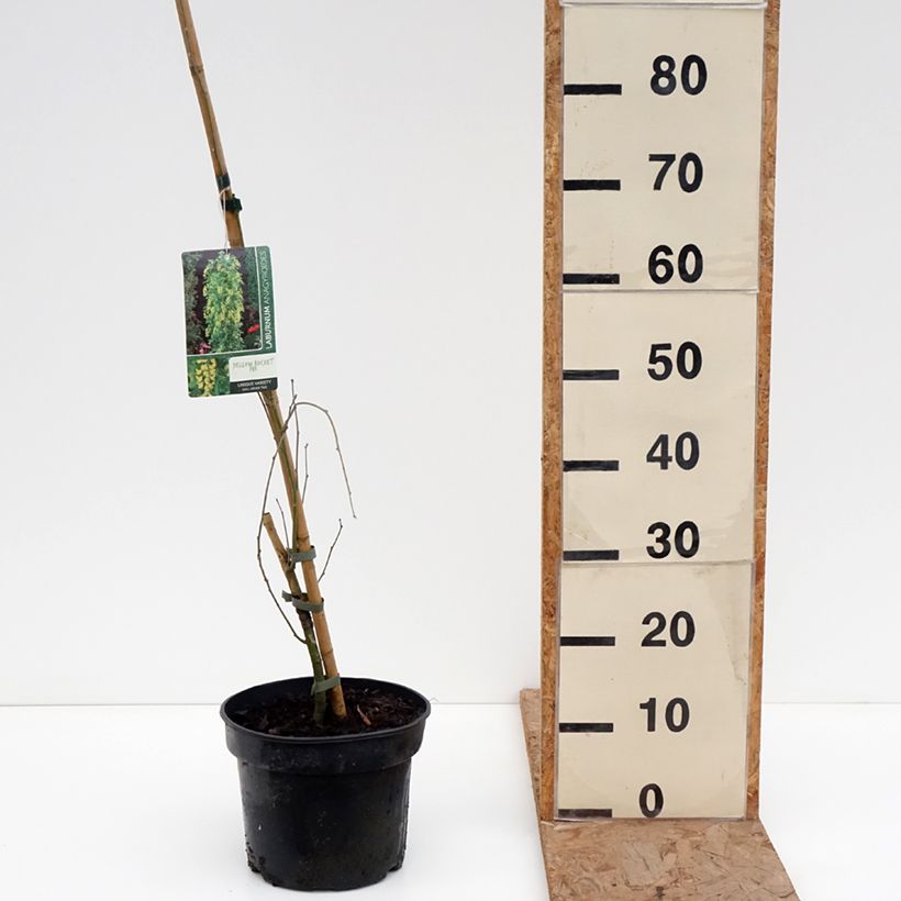 Spécimen de Laburnum anagyroides Yellow Rocket - Cytise à grappe Pot de 4L/5L tel que livré en hiver