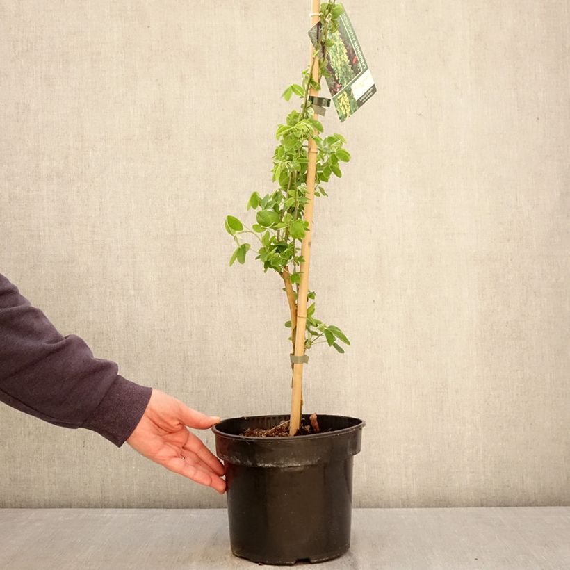 Spécimen de Laburnum anagyroides Yellow Rocket - Cytise à grappe Pot de 4L/5L tel que livré au printemps